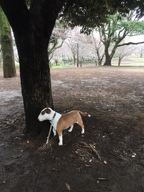 雨の合間の祖師谷公園_b0349589_20422097.jpg