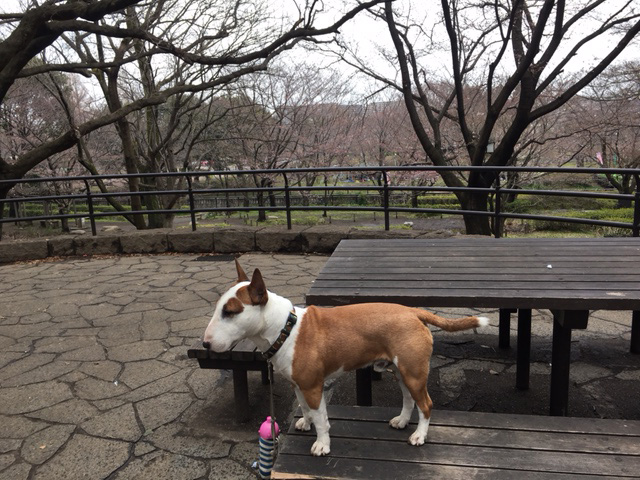 雨の合間の祖師谷公園_b0349589_20425049.jpg