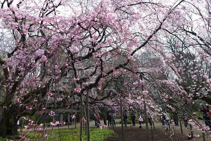 早咲きの桜とニュウナイスズメ_a0127090_10163443.jpg