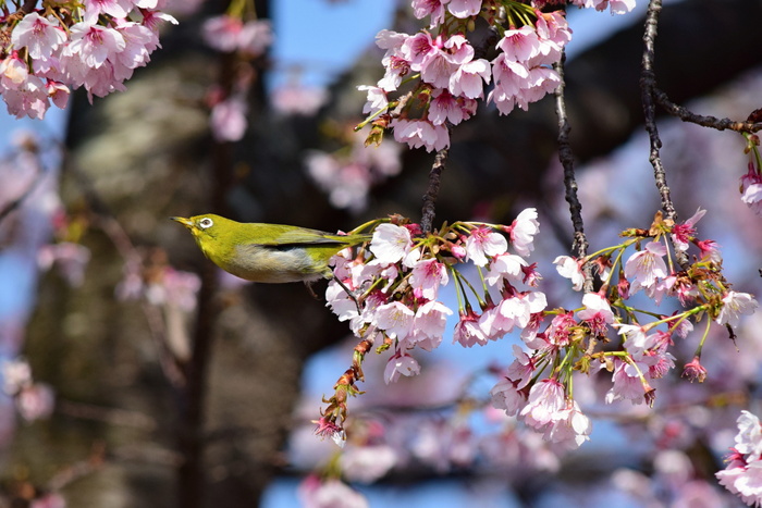 早咲きの桜とニュウナイスズメ_a0127090_112253.jpg