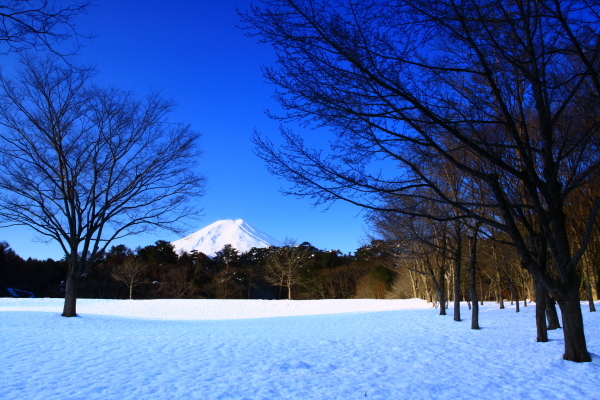 29年3月の富士(30)公園の富士_e0344396_07393750.jpg