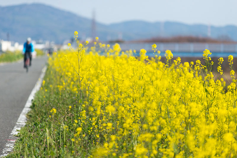 < 淀川沿いの菜の花とブラックボックス >_c0183700_205634100.jpg