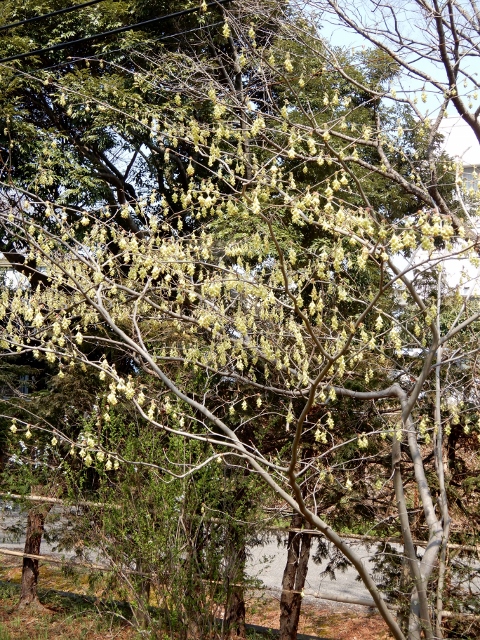 e0025300_17575317.jpg