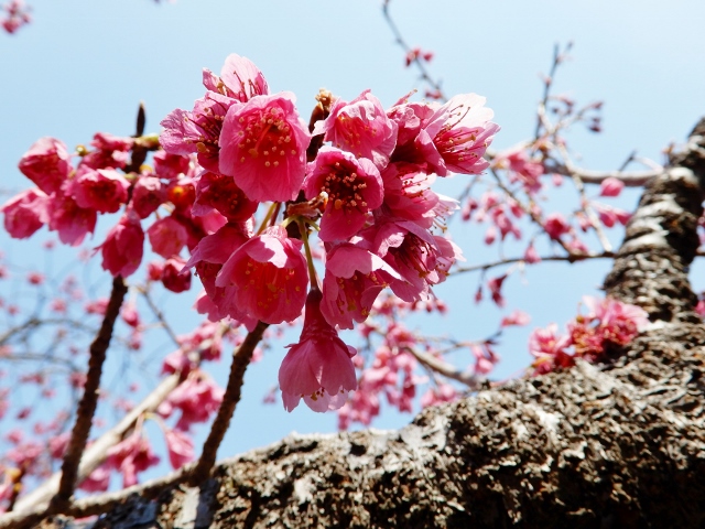 綺麗に咲いていた「木花」たち_e0025300_18172712.jpg