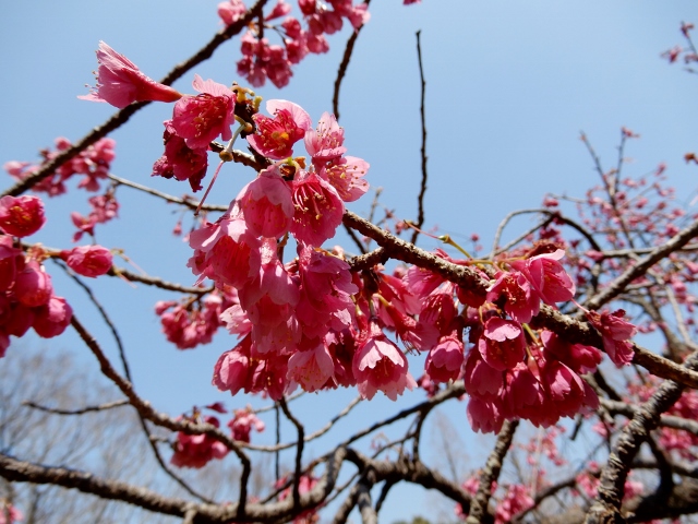 綺麗に咲いていた「木花」たち_e0025300_1817434.jpg