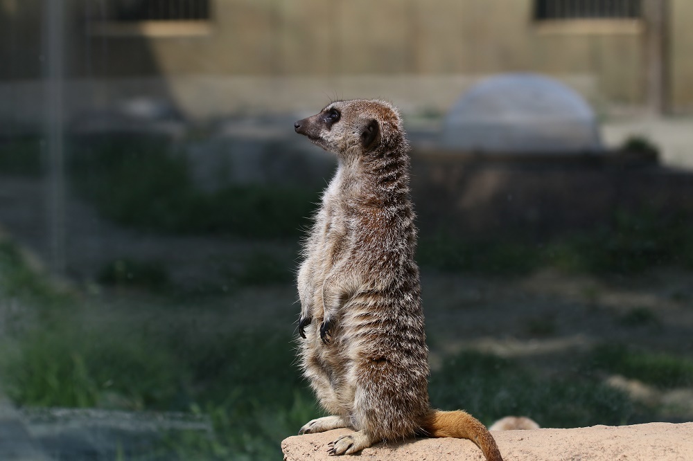 探鳥は動物園へ、、_f0305401_15001775.jpg