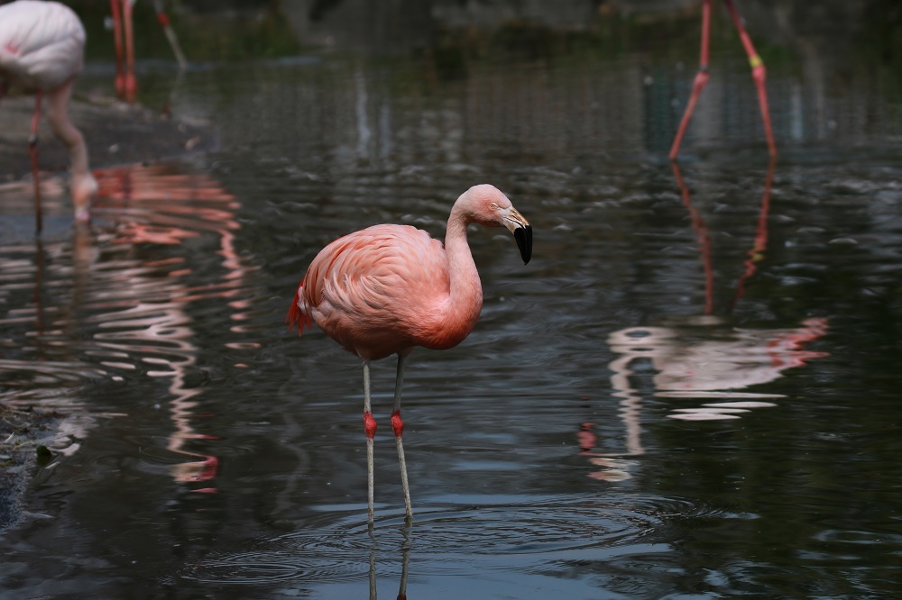 探鳥は動物園へ、、_f0305401_15010442.jpg