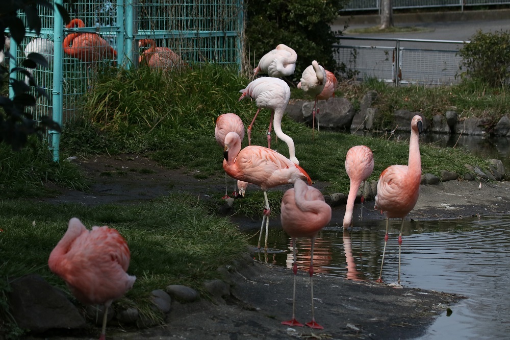探鳥は動物園へ、、_f0305401_15010754.jpg