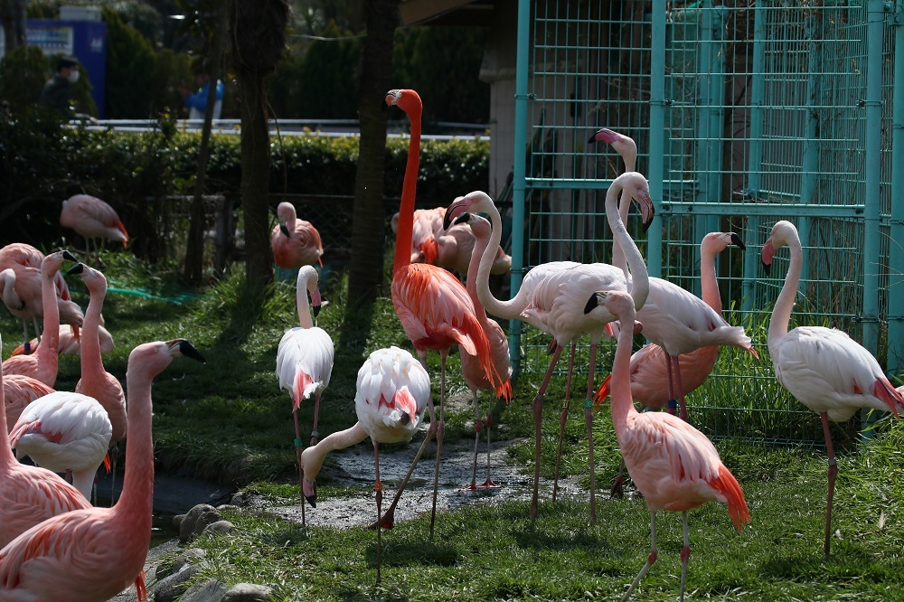 探鳥は動物園へ、、_f0305401_15011919.jpg