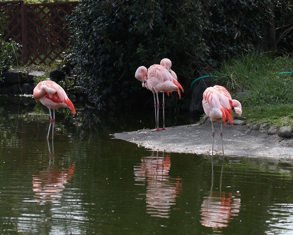 探鳥は動物園へ、、_f0305401_15012572.jpg