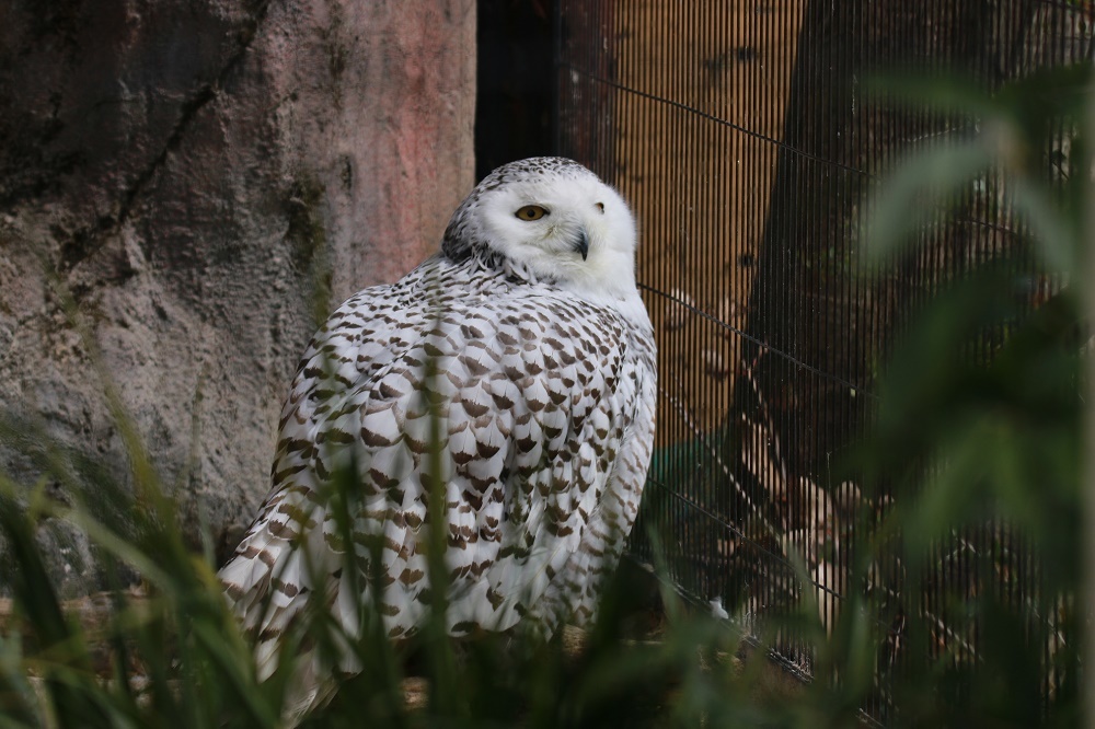 探鳥は動物園へ、、_f0305401_15013679.jpg