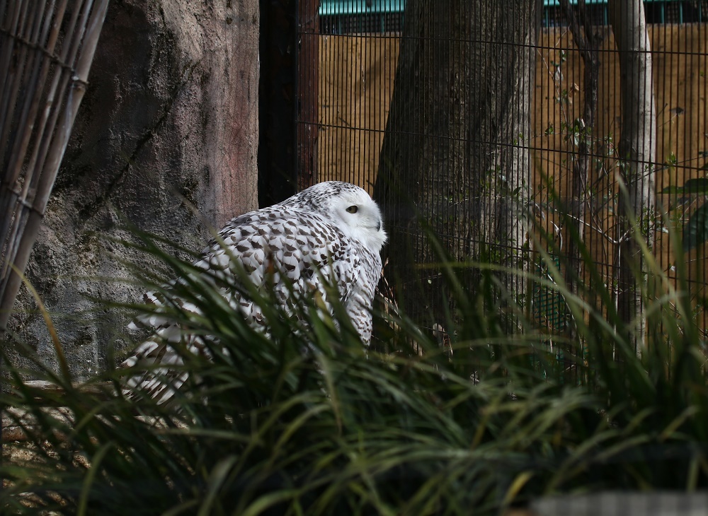 探鳥は動物園へ、、_f0305401_15020443.jpg