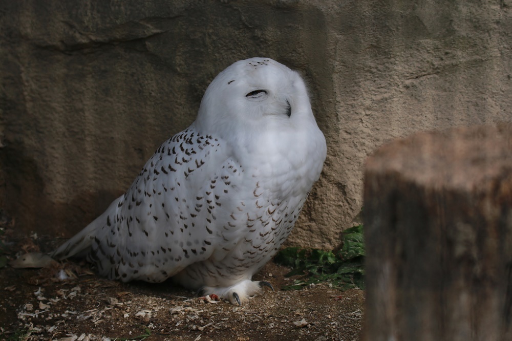 探鳥は動物園へ、、_f0305401_15022119.jpg