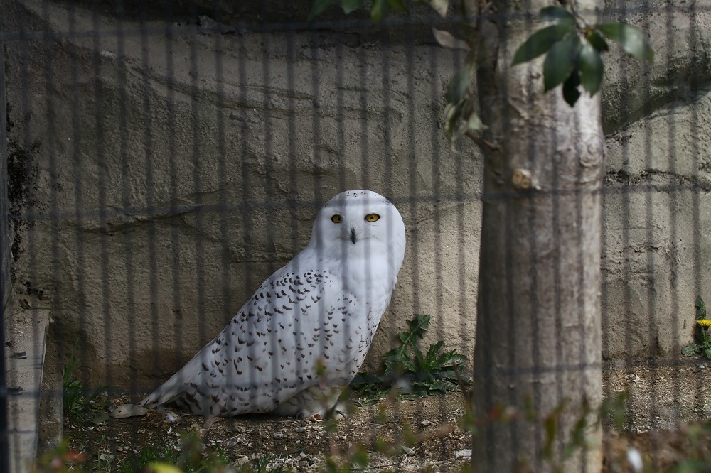 探鳥は動物園へ、、_f0305401_15024071.jpg