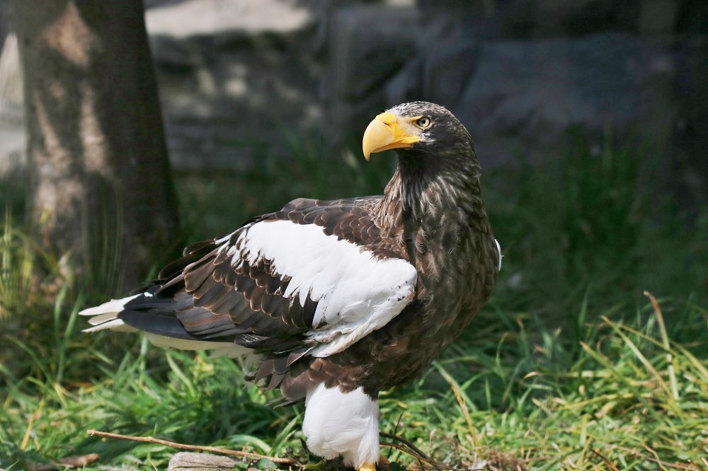 探鳥は動物園へ、、_f0305401_15024758.jpg