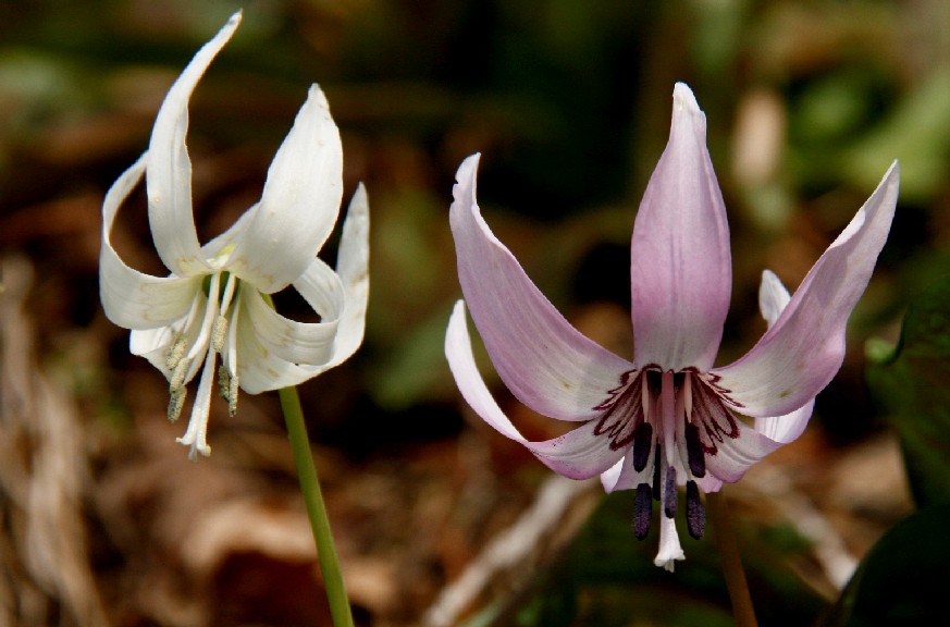 　白いカタクリの花_d0140806_20398.jpg