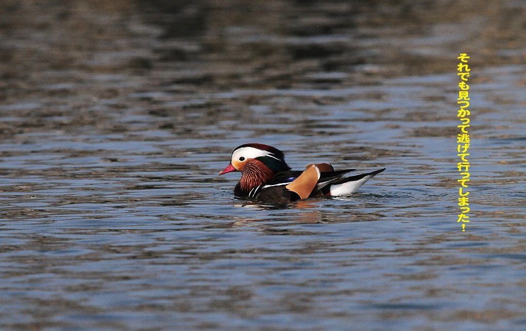 久しぶりに鳥撮りです！_e0309106_18001464.jpg