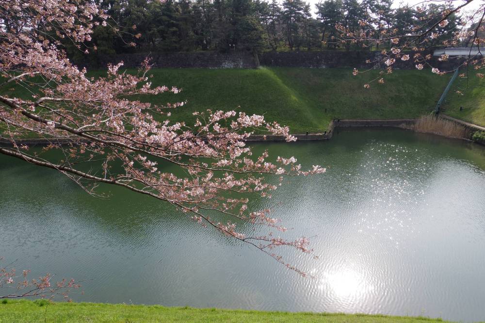 千鳥ヶ淵の桜はまだぼちぼち_a0246407_15134904.jpg