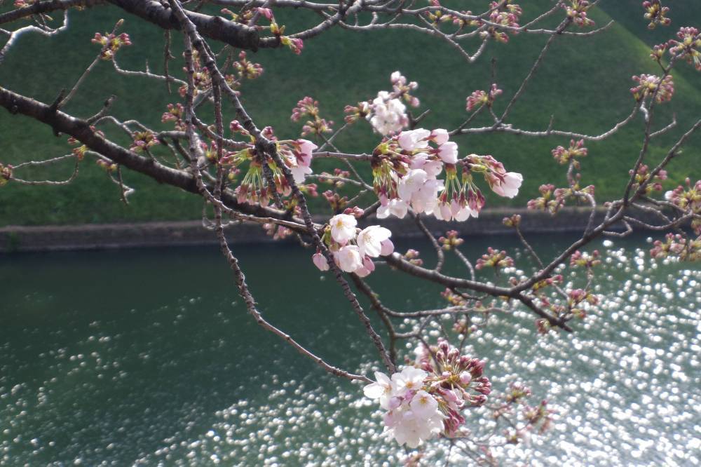 千鳥ヶ淵の桜はまだぼちぼち_a0246407_15152583.jpg