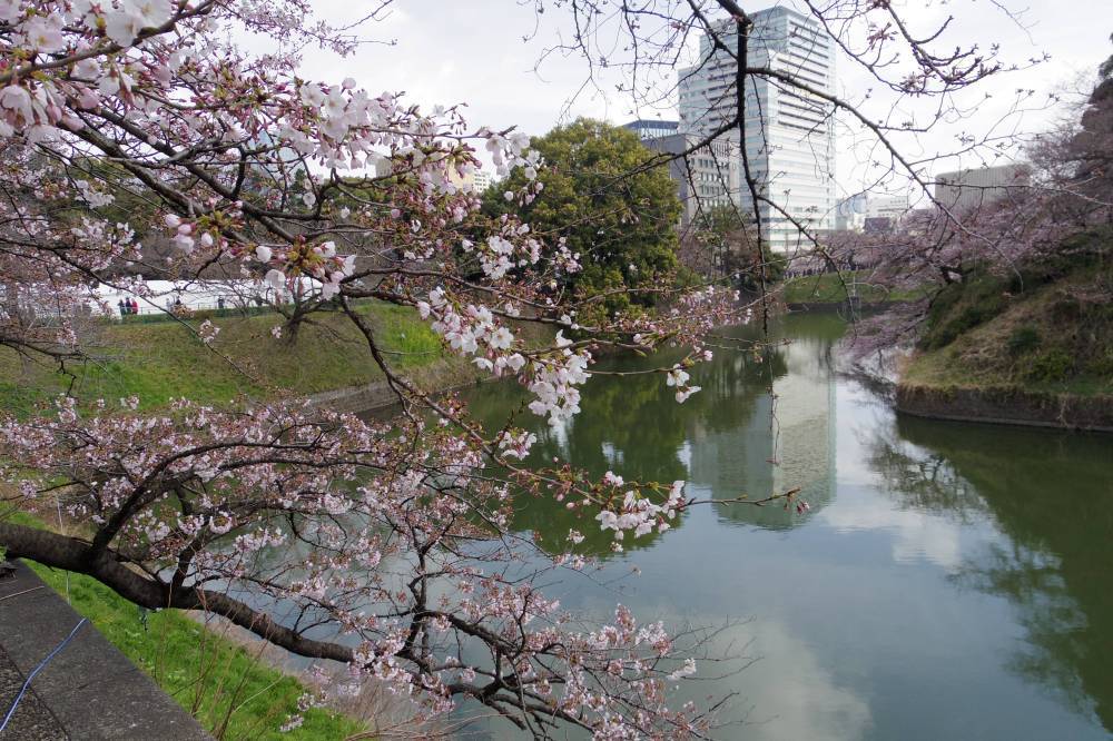 千鳥ヶ淵の桜はまだぼちぼち_a0246407_15190879.jpg