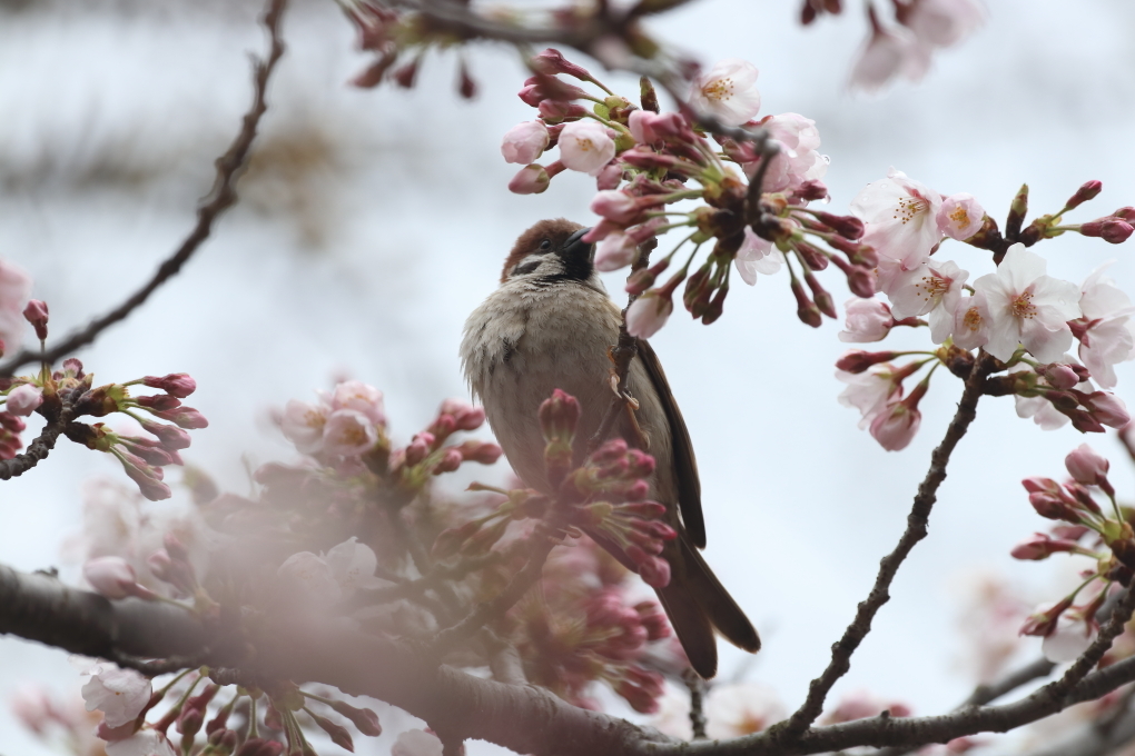 2017桜スタート_b0190710_00075977.jpg