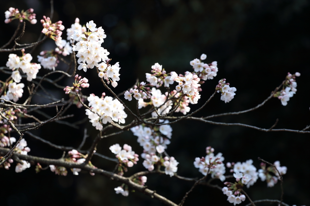 桜晴れの週末_b0190710_19351578.jpg