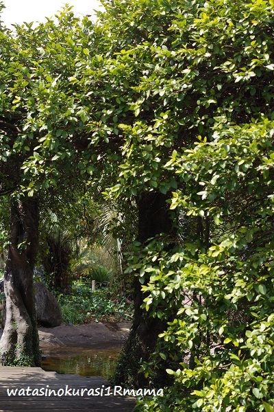 c0365711_17502514.jpg
