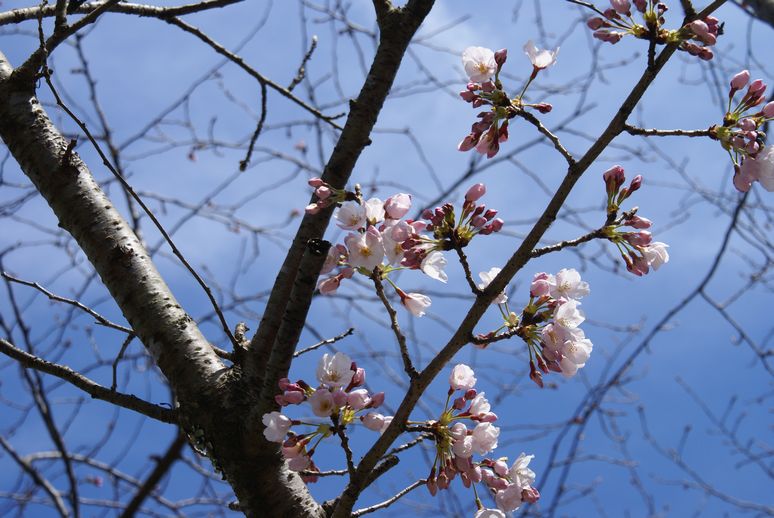 寒の戻り　　ソメイヨシノ開花が遅れる_b0352112_1812462.jpg