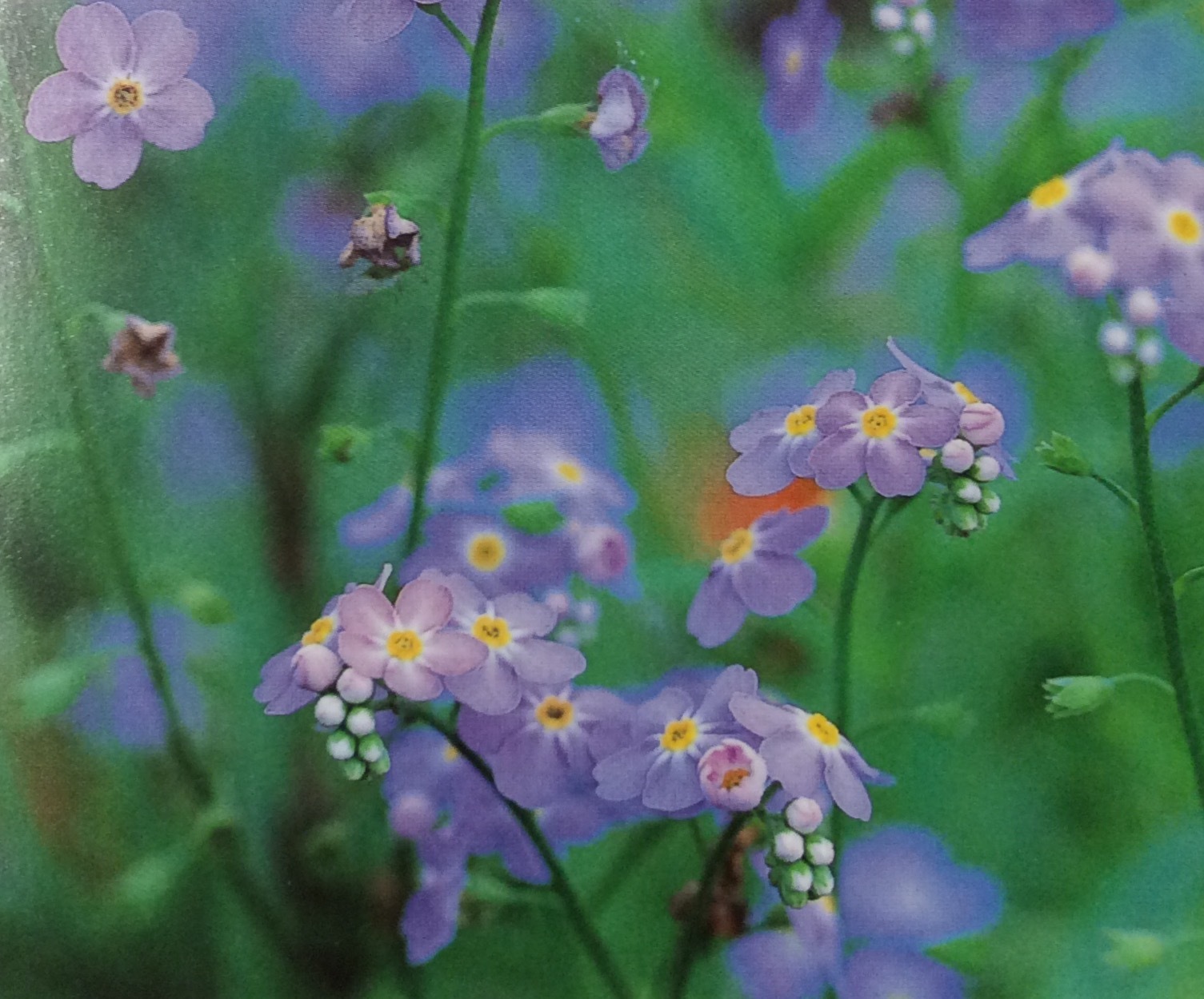 ワスレナグサの花芽が 風のとおる家から
