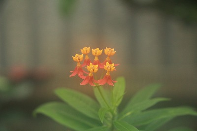 名古屋市東山植物園_f0234316_8111580.jpg