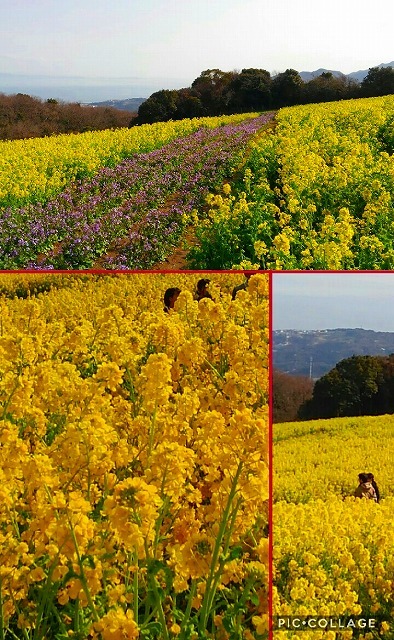 100万本の菜の花の丘：兵庫洲本_e0352820_07153966.jpg