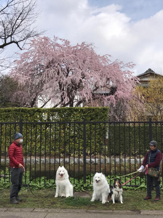 2017お花見はじめました_f0234023_17452130.jpg