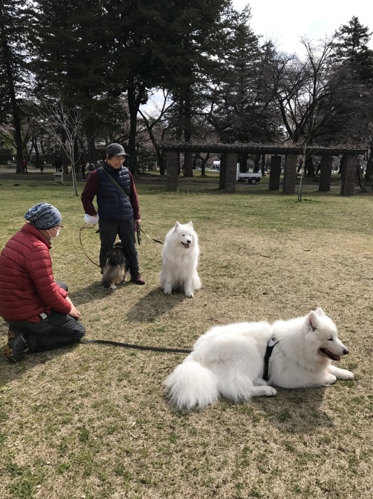 2017お花見はじめました_f0234023_20505185.jpg