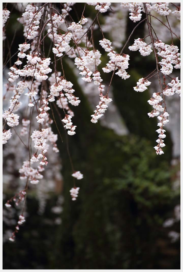 ようやく桜が咲き始め　行福寺にて　その1_d0339929_16221175.jpg