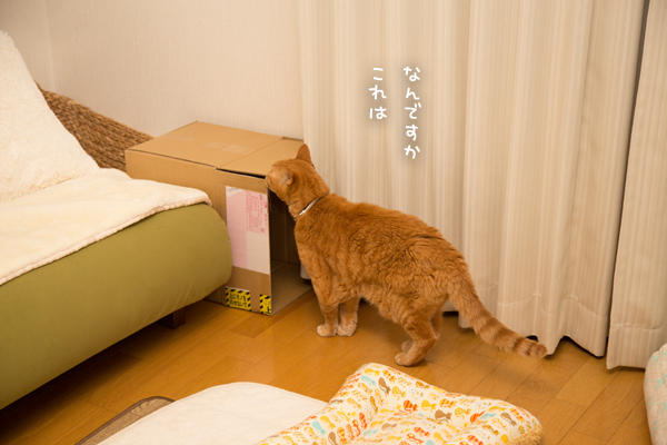 ソファをちょびっとカスタマイズ_d0355333_00304194.jpg