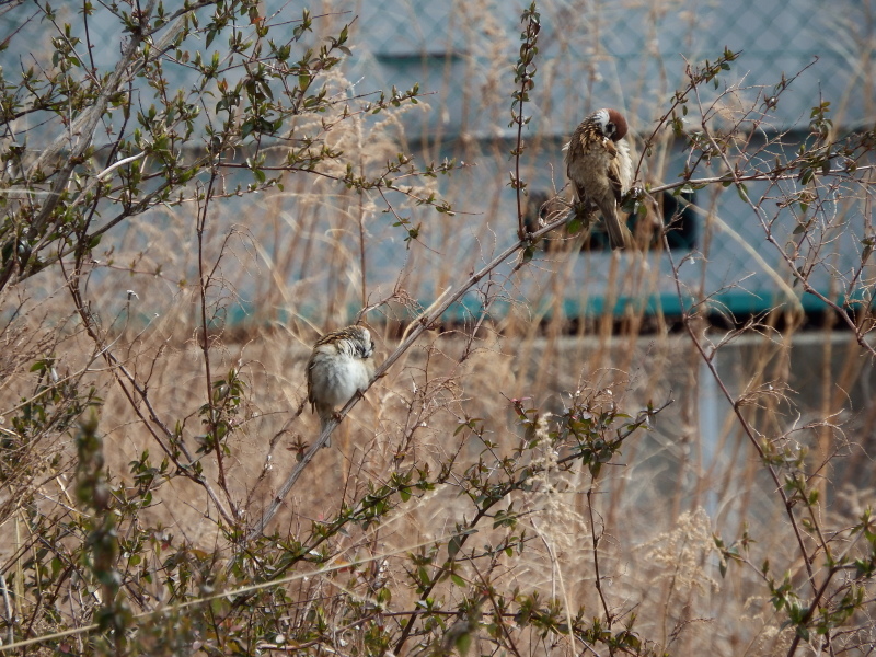 アオサギ・スズメ、浅川_d0354344_22321107.jpg