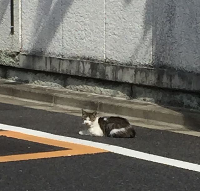 日曜日は猫。日なたぼっこ。_f0372146_854536.jpg