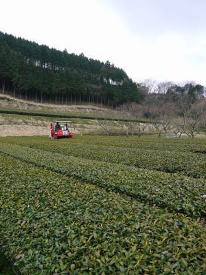 菊池水源茶 元気な新芽を芽吹かせ収穫するための剪定作業_a0254656_18423085.jpg