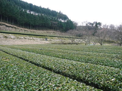 菊池水源茶 元気な新芽を芽吹かせ収穫するための剪定作業_a0254656_19085007.jpg