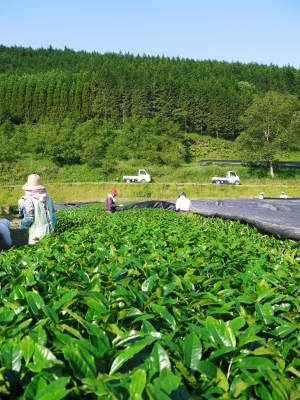 菊池水源茶 元気な新芽を芽吹かせ収穫するための剪定作業_a0254656_19323930.jpg