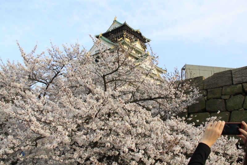 大阪城の桜_a0355356_09263911.jpg