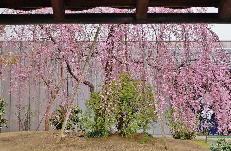 神戸酒心館の枝垂れ桜_b0063958_663879.jpg