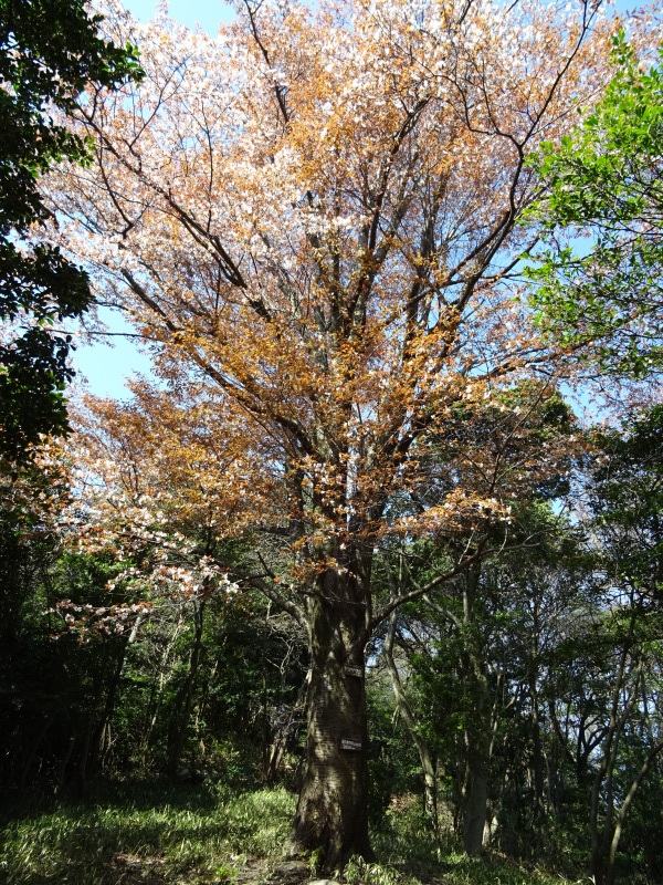 階段の補修も大変であった・・・うみべの森_c0108460_21441360.jpg