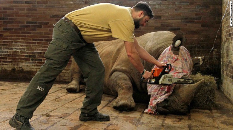 動物園でのサイ密猟事件後、欧州の動物園でサイの角をカット_e0266067_19331330.jpg