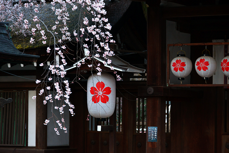 平野神社　魁桜_c0317868_16291997.jpg