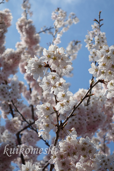 豊田市 西山公園でお花見 クイコ飯 2