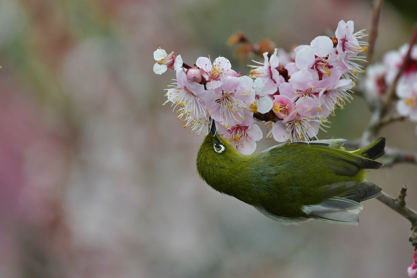 桜はまだ早かった〜 メジロ ジョウビタキ_f0053272_15393618.jpg
