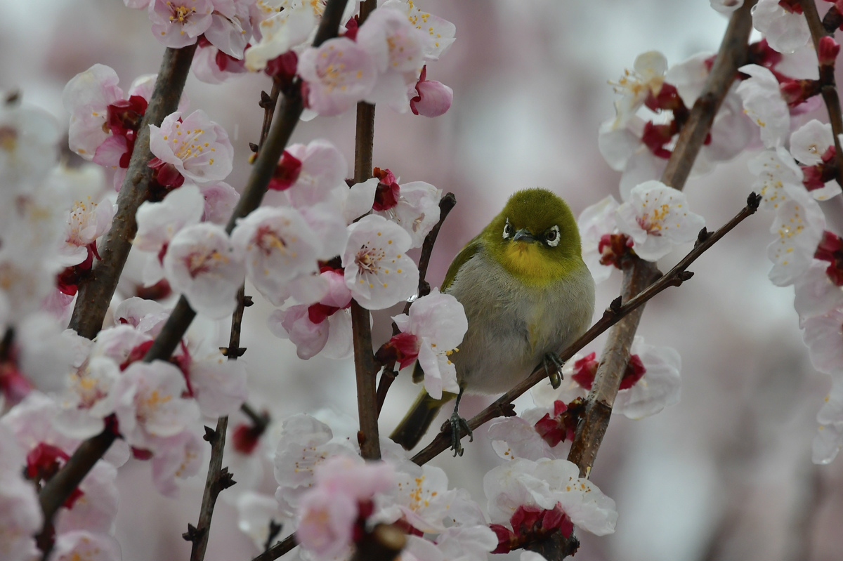 桜はまだ早かった〜　メジロ　ジョウビタキ_f0053272_15395214.jpg