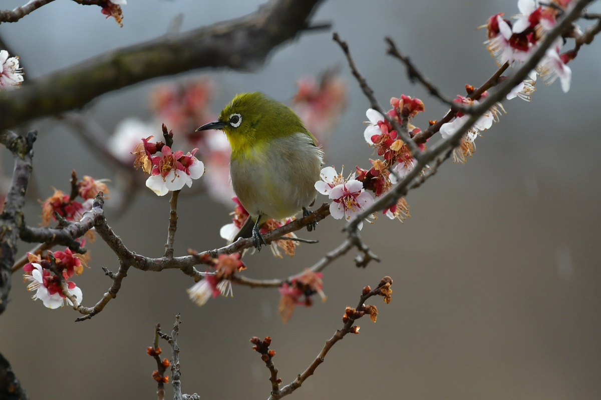 桜はまだ早かった〜　メジロ　ジョウビタキ_f0053272_15401691.jpg