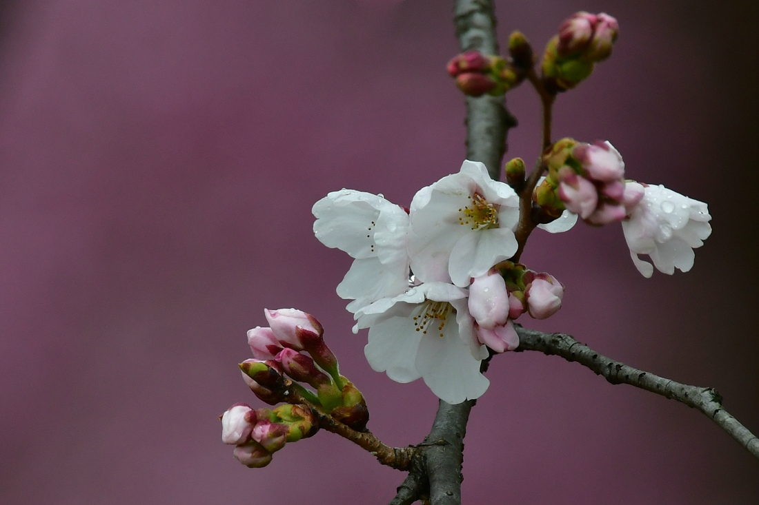 桜はまだ早かった〜　メジロ　ジョウビタキ_f0053272_22394673.jpg